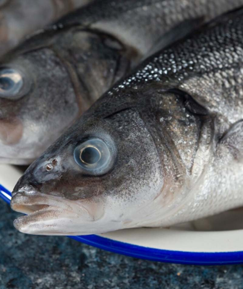 BLog Ikan Tambak 1