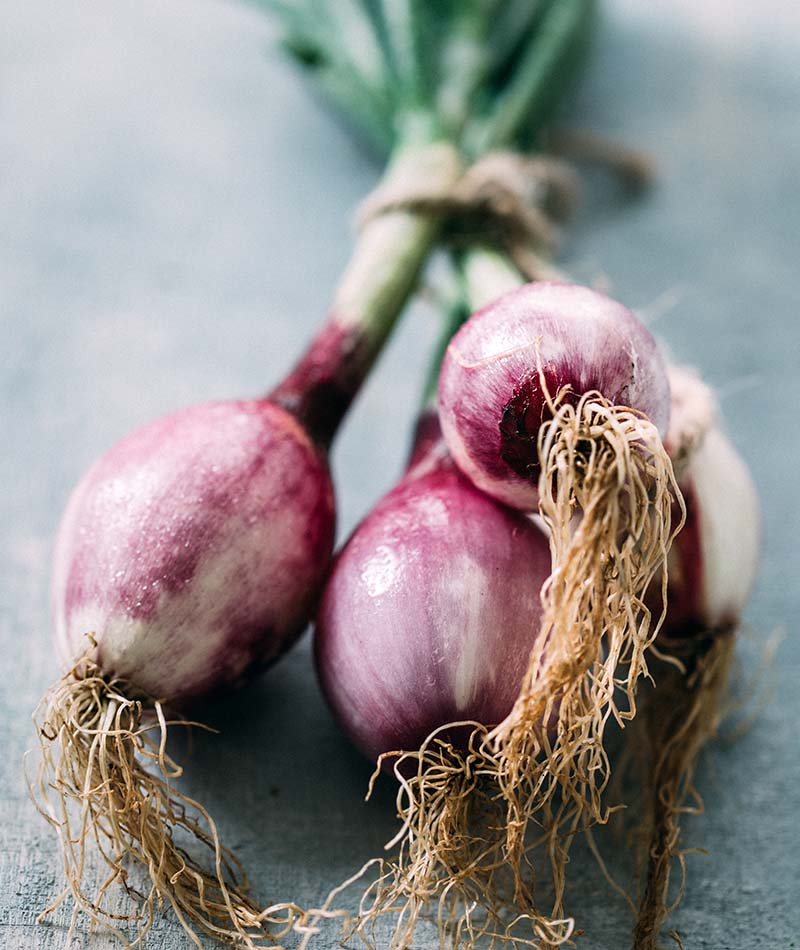Blog Bawang 2