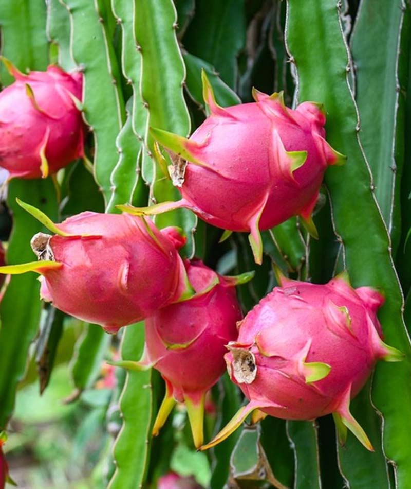 Blog Buah Naga 2