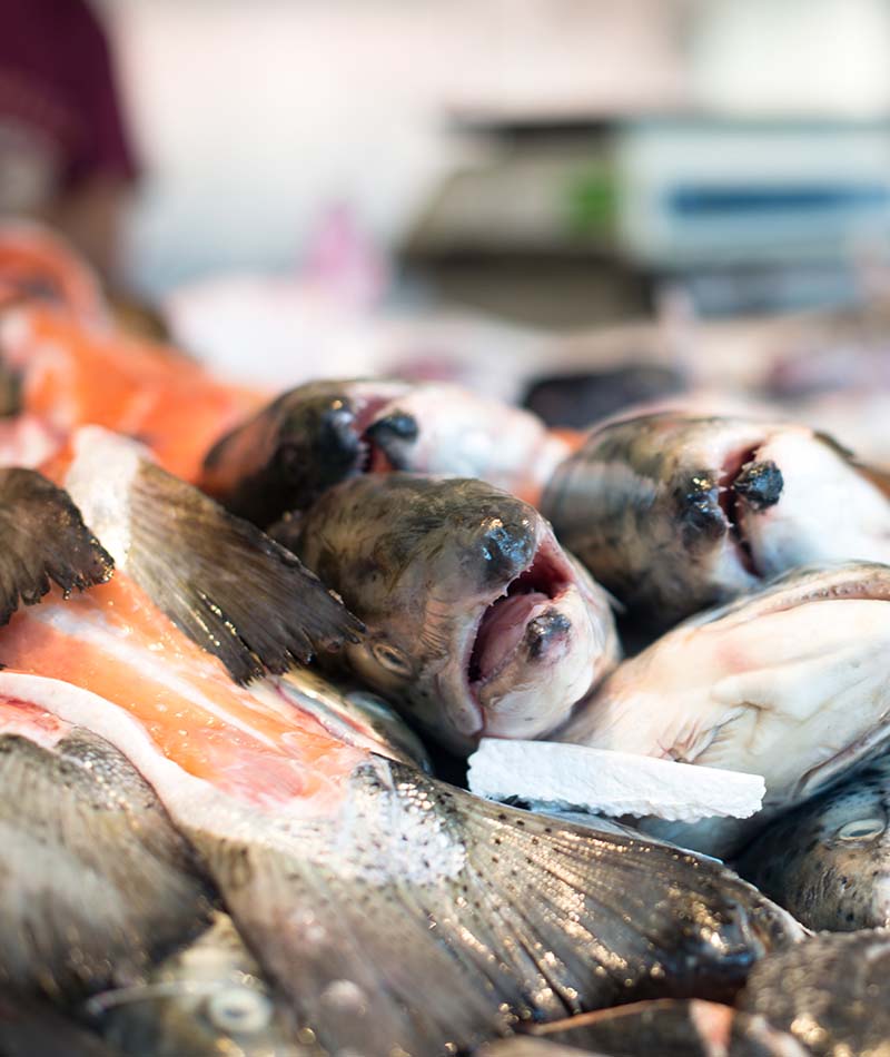 Blog Ikan Tambak