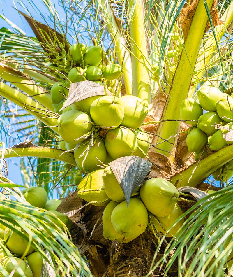 Blog Kelapa 1