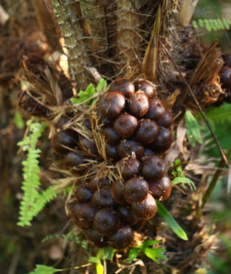 Blog Kelapa 2