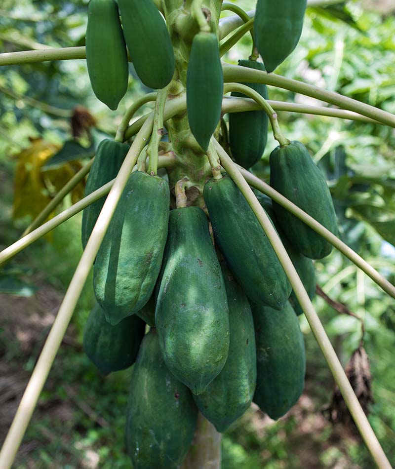 Blog Pepaya 1
