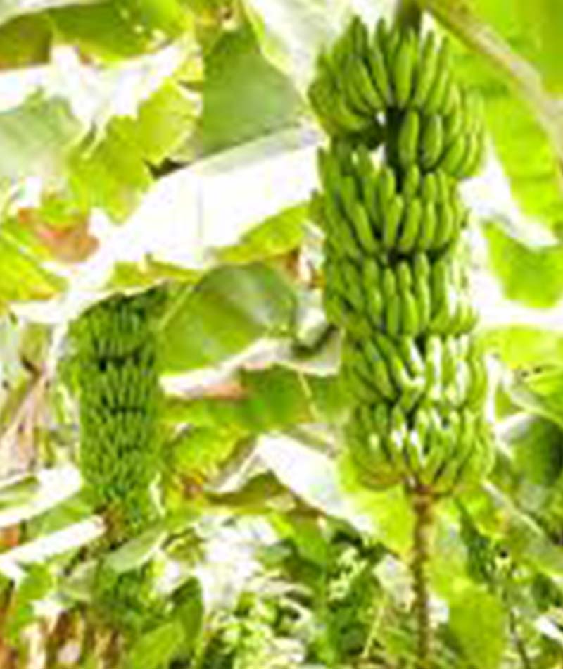 Blog Pisang 2