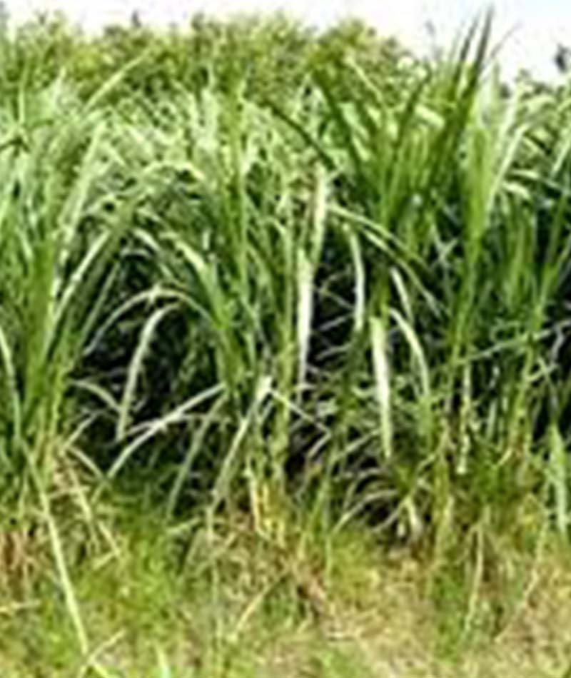 Blog Rumput Gajah 2