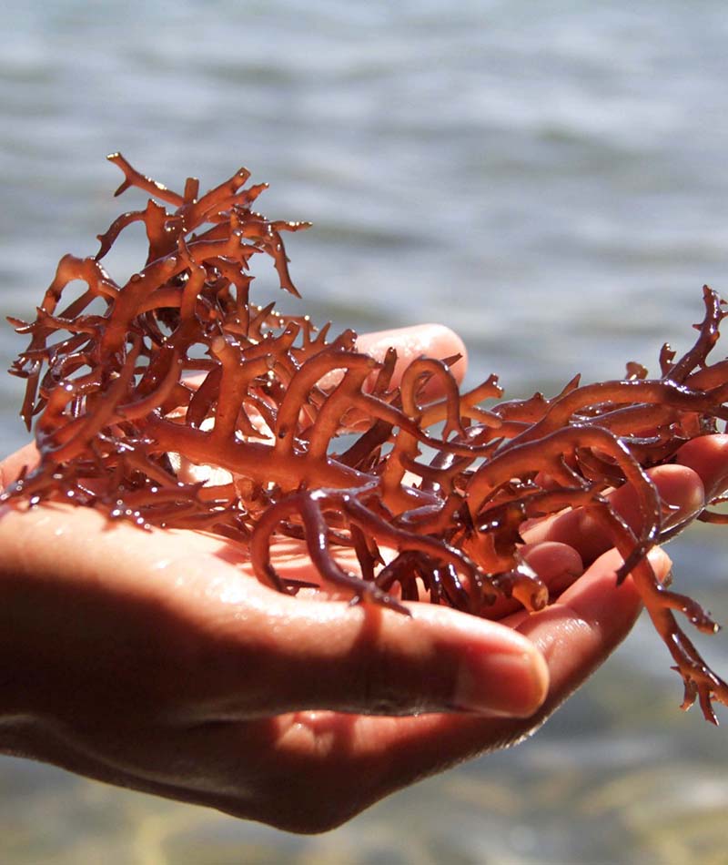 Blog Rumput Laut 1
