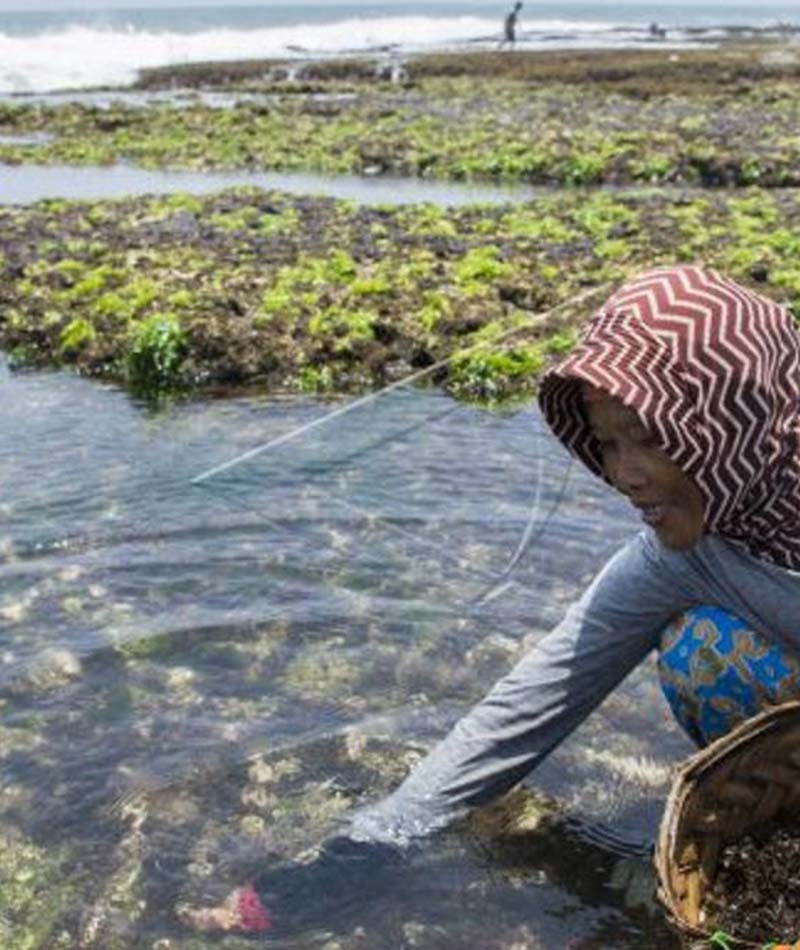 Blog Rumput Laut 2