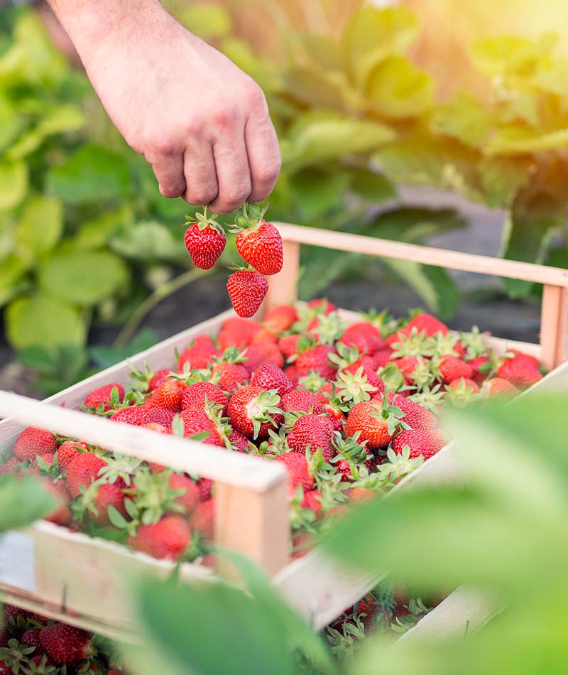 Blog Strawberry 2