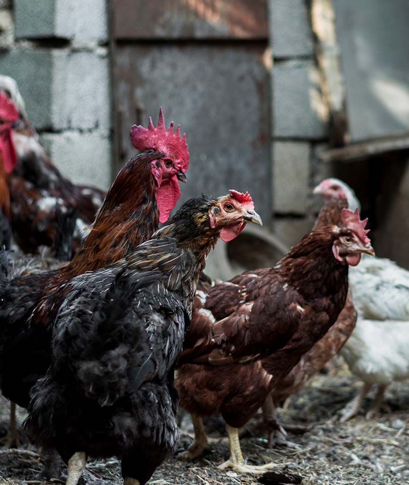 Blog Ternak Ayam 1