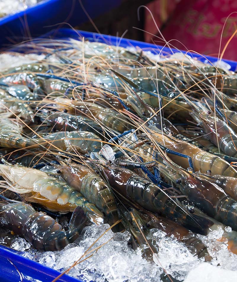 Blog Udang Tambak 1