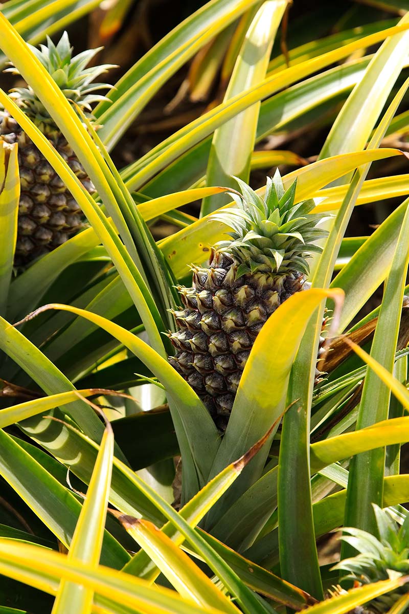 Nanas