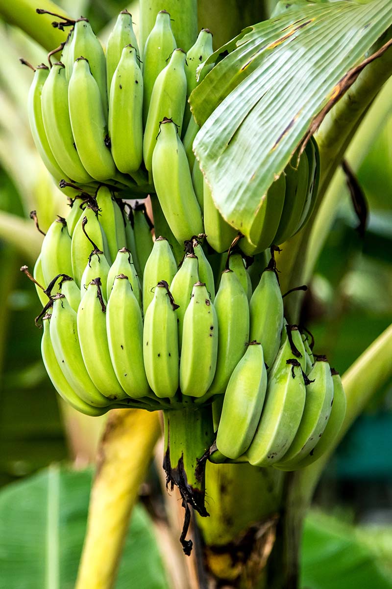 Pisang